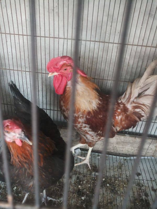 hens for sale in home breed 16