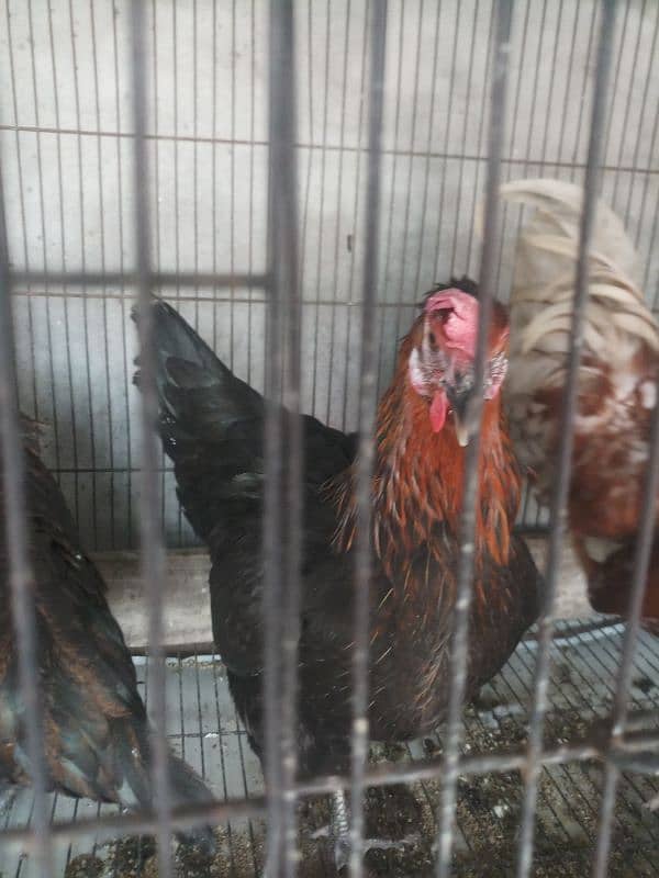 hens for sale in home breed 18