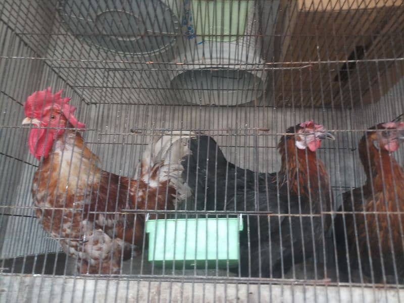 hens for sale in home breed 19