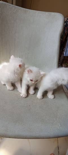 pure l Persian kittens 2 male l and 1 female Doll face pure white