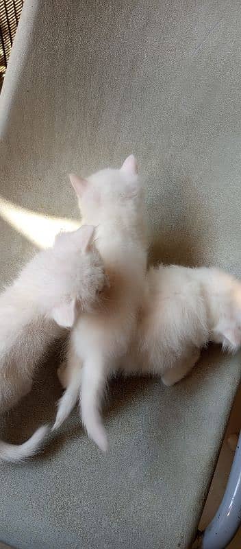 pure l Persian kittens 2 male l and 1 female Doll face pure white 1