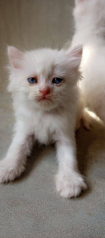 pure l Persian kittens 2 male l and 1 female Doll face pure white 2