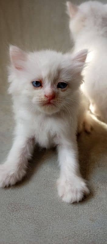 pure l Persian kittens 2 male l and 1 female Doll face pure white 3