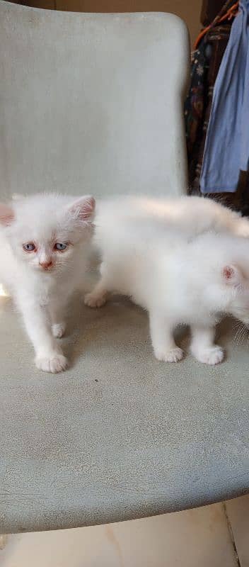 pure l Persian kittens 2 male l and 1 female Doll face pure white 4