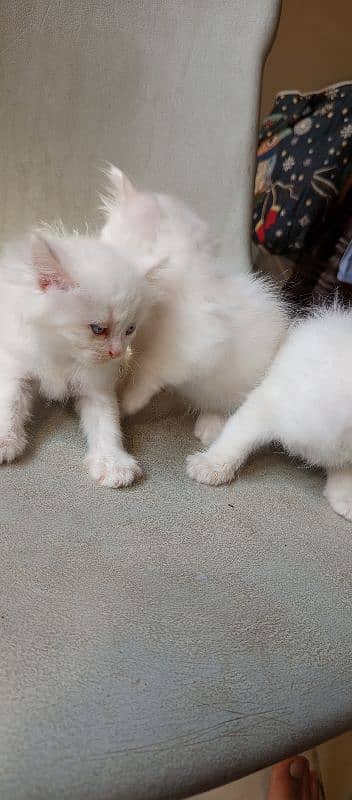 pure l Persian kittens 2 male l and 1 female Doll face pure white 5