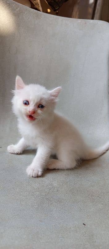 pure l Persian kittens 2 male l and 1 female Doll face pure white 6