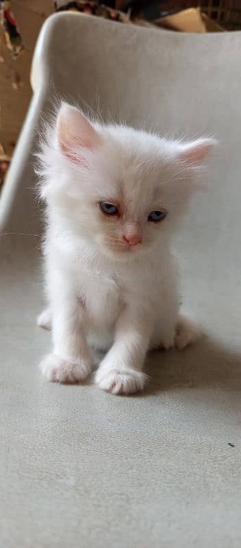 pure l Persian kittens 2 male l and 1 female Doll face pure white 7