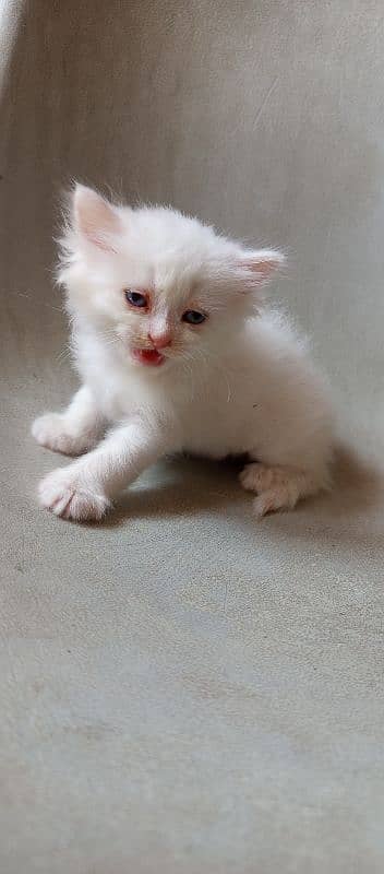 pure l Persian kittens 2 male l and 1 female Doll face pure white 8