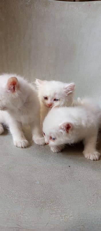 pure l Persian kittens 2 male l and 1 female Doll face pure white 9