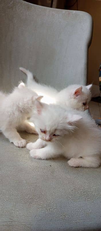 pure l Persian kittens 2 male l and 1 female Doll face pure white 10