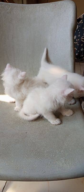 pure l Persian kittens 2 male l and 1 female Doll face pure white 11