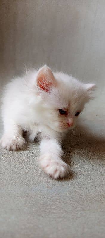 pure l Persian kittens 2 male l and 1 female Doll face pure white 12