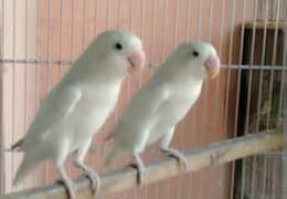 love bird albino black eye breeder pair for sale