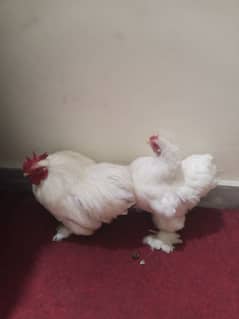 Bantam pair