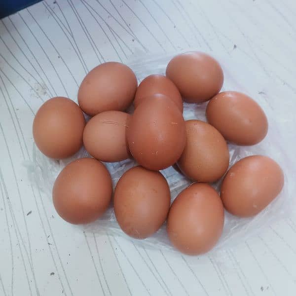 Big Desi Eggs 2