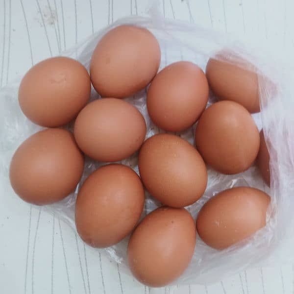 Big Desi Eggs 3