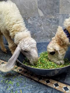 Bakra chatra jori Mundra aur kajla cross