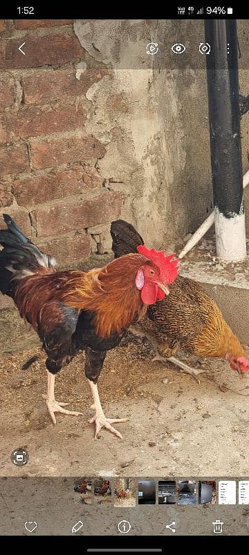 Desi hens pair 4