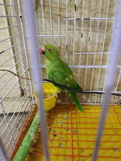 green parrot