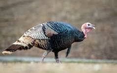 mughay female young turkey chahyey