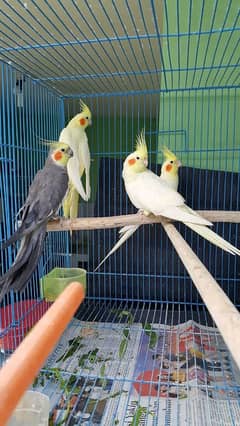 0308 9374476 red eyes breeder pair