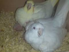 Breeder Pair For Sale With 3 Chicks.