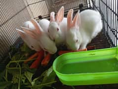 Rabbits for sale