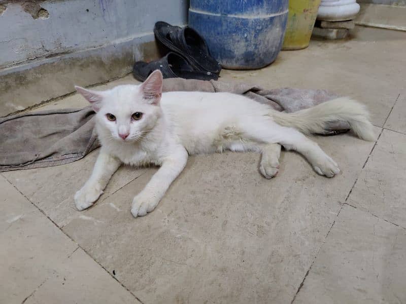 Semi Persian kittens 0