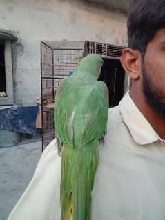 Raw parrot