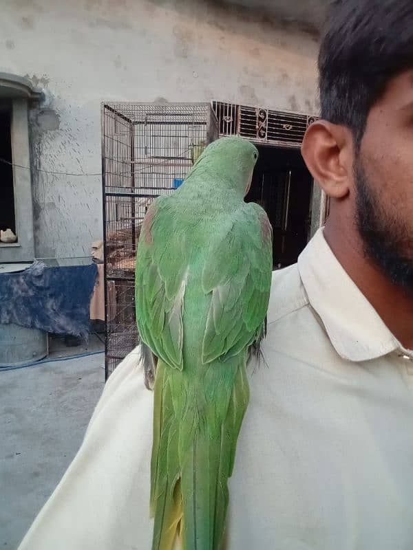 Raw parrot 0