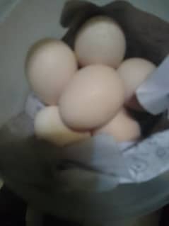 Fertile eggs 0