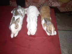 1 Male red eye and 2 female rabbits available for sale