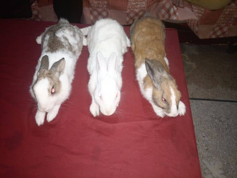 1 Male red eye and 2 female rabbits available for sale 0