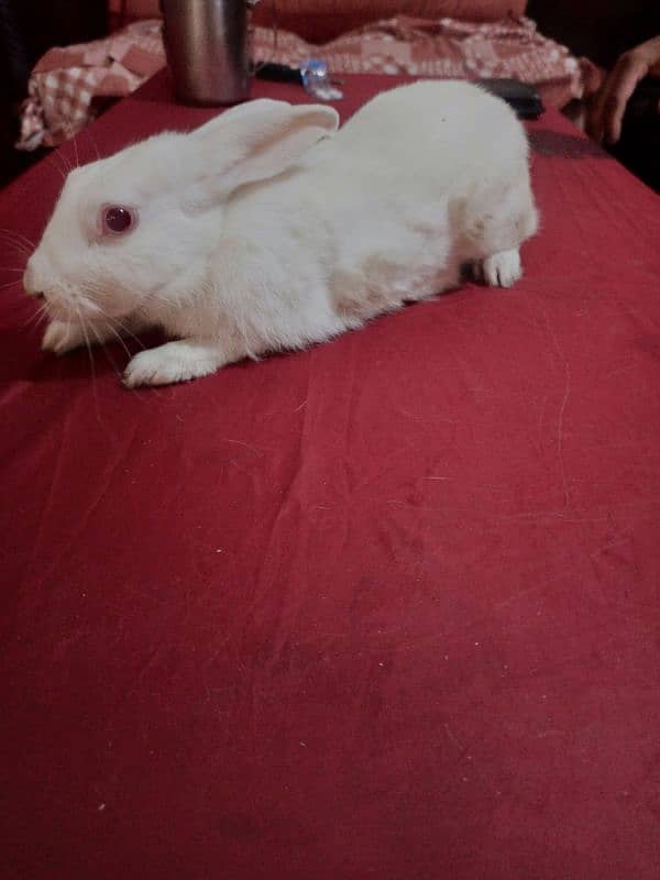 1 Male red eye and 2 female rabbits available for sale 2