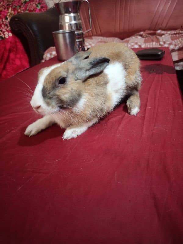 1 Male red eye and 2 female rabbits available for sale 3