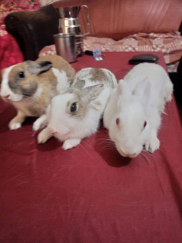 1 Male red eye and 2 female rabbits available for sale 4