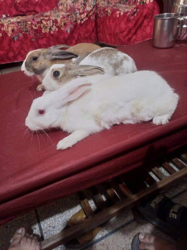 1 Male red eye and 2 female rabbits available for sale 5