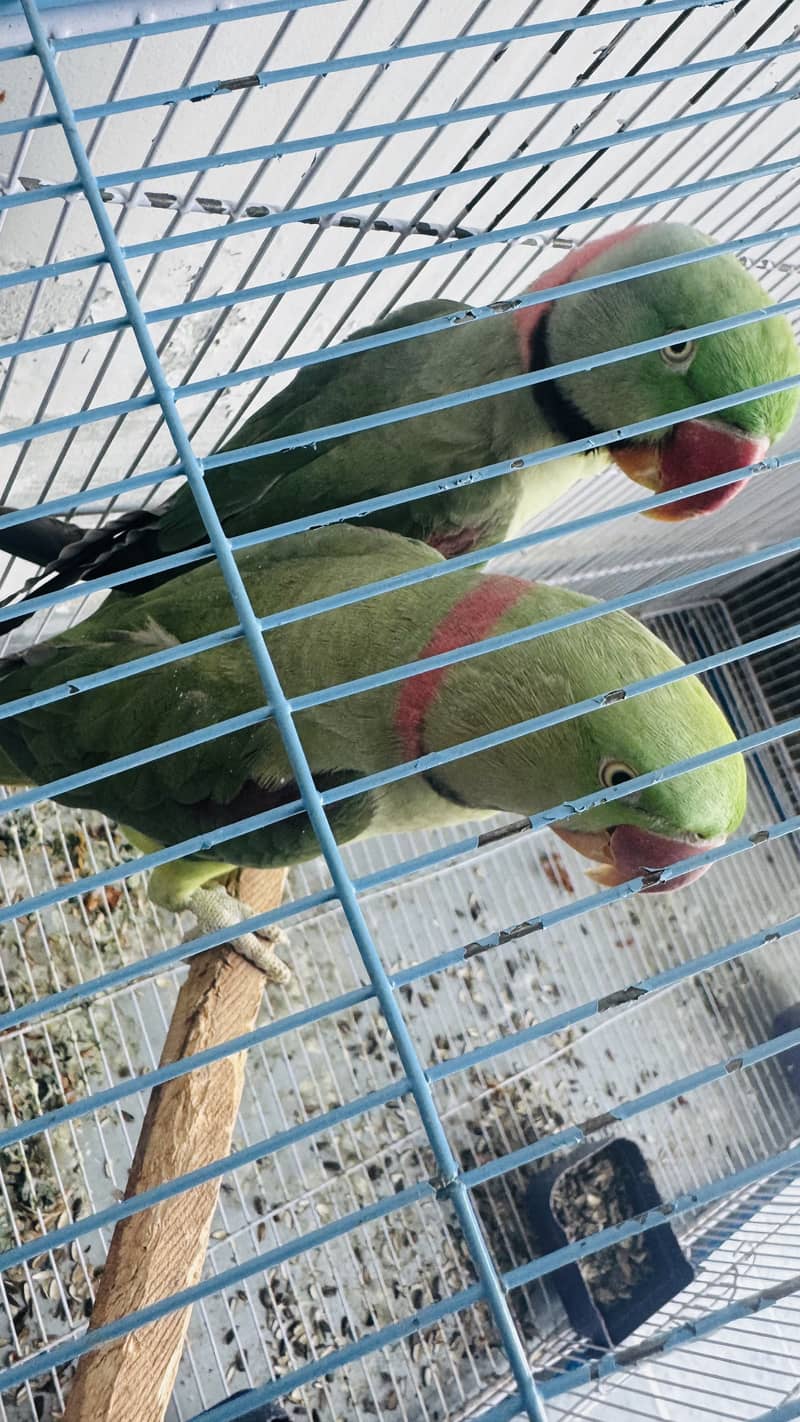 Raw parrot 2 male full 0