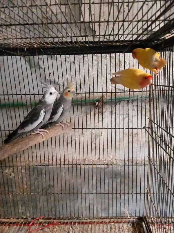 coktail breeder pair 2