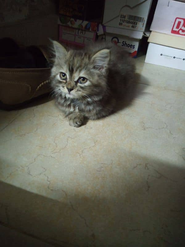 Persian kittens / cute kittens /cat/ cat baby / cat for sale 2