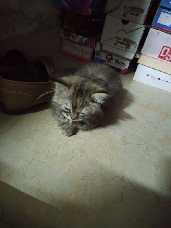 Persian kittens / cute kittens /cat/ cat baby / cat for sale 3