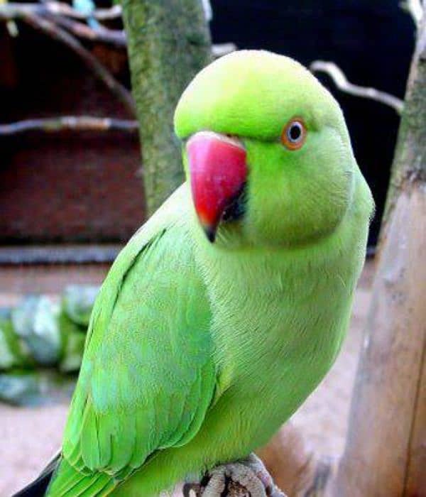 green female parrot 0