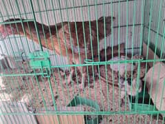 hen and 2 chick for sale