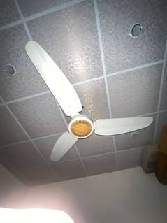 Royal Ceiling fan