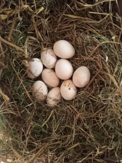 Aseel Fertile eggs