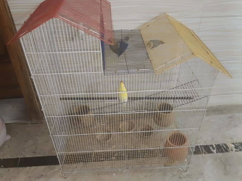 3 pair lovebirds pinjary K sath 4