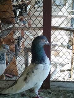 pigeon for sale 9 piece 700 per 03007325379 location multan