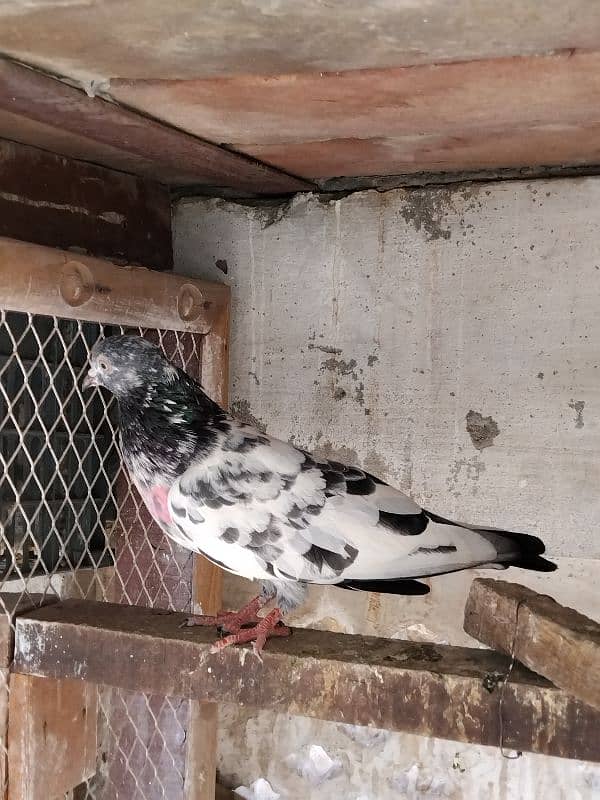 pigeon for sale 9 piece 700 per 03007325379 location multan 1