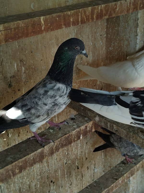 pigeon for sale 9 piece 700 per 03007325379 location multan 2