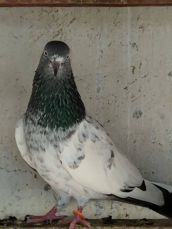 pigeon for sale 9 piece 700 per 03007325379 location multan 3